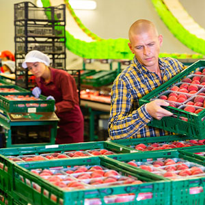 Workers on a food distribution factory